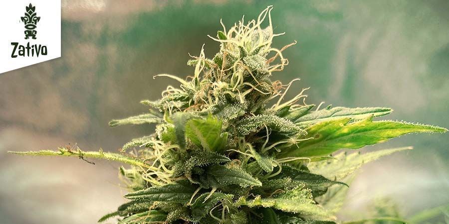 Las Mejores Variedades De Cannabis Para Cultivar En SOG - Zamnesia